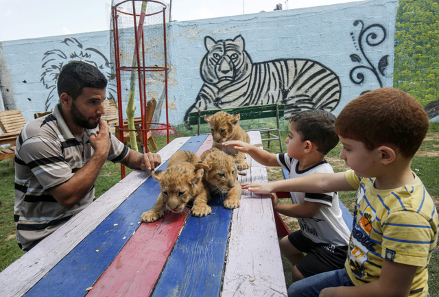 Palestinian children and an employee pet three recently born cubs at a zoo in Rafah in the southern Gaza Strip, on September 8 (AFP photo)