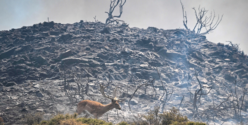 A deer runs with smoke in the background during a fire between the villages of Kiotari and Gennadi, on the Greek island of Rhodes on Monday (AFP photo)