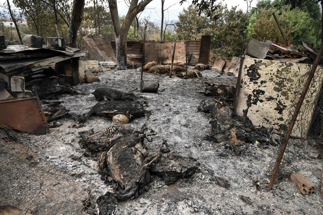 This photograph taken on August 24 shows the bodies of burned sheep in wildfires in Kirki, a village near Alexandroupoli (AFP photo)