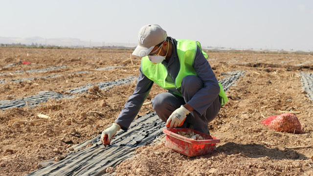Daily or seasonal workers, such as those employed in agriculture or construction, and workers and their families who are not covered by social security or other safety nets are are among those who are especially vulnerable to the economic impact of the COVID-19 crisis, according to the ILO (Photo courtesy of ILO)