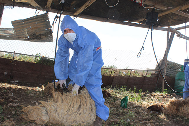 The UNDP’s Badia project has supplied 25 local cooperatives with equipment and training to allow them to offer services to the communities of the northern, middle and southern badia that largely depend on sheep farming as a main source of income (Photo courtesy of UNDP)