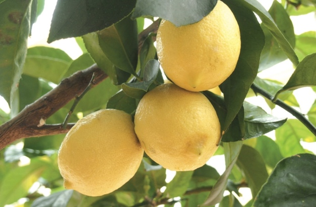  Grappling with a perfect storm of falling market prices, escalating production costs, and policy hurdles, Kingdom's citrus farmers are being forced to make difficult decisions to stay afloat (Photo courtesy of unsplash.com)