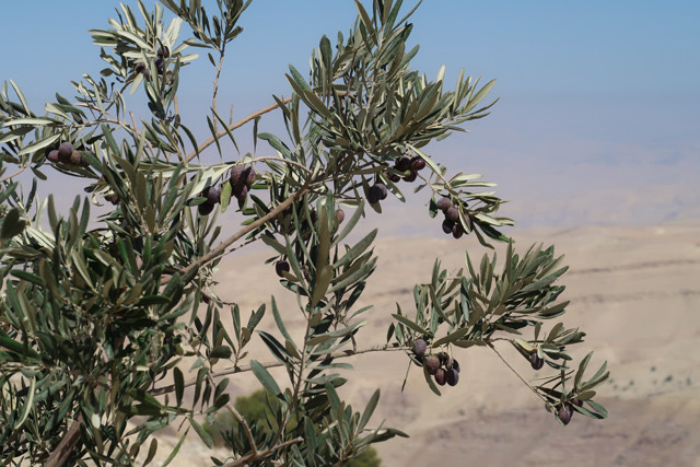 The total quantity of olives received by presses across all governorates for oil extraction reaches 184,903 tonnes in the 2024/2025 season (Photo by Sophie Constantin)