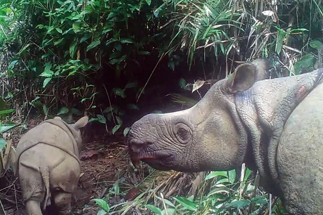 This handout still image photo taken from video footage on May 22 and released by the Environment and Forestry Ministry on Sunday, shows a male Javan rhinoceros calve named Luther (left) in Ujung Kulon national park in Indonesia’s Banten province (AFP photo)