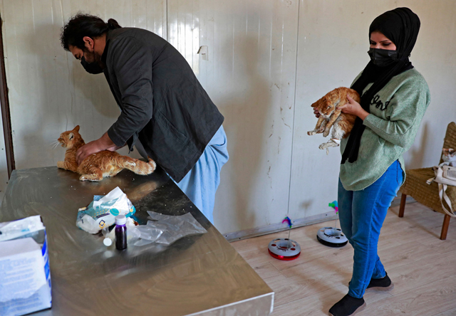 Veterinarians volunteering at the Baghdad Animal Rescue, examine stray cats at the shelter, west of the capital Baghdad, on January 16 (AFP photo)