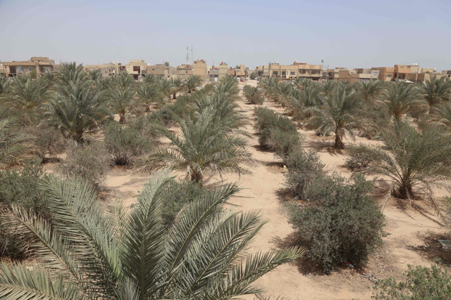 A picture shows a view of a palm and olive grove in the ‘green belt’ area of Iraq’s central city of Karbala, on Monday (AFP photo)