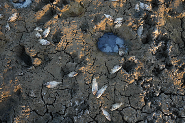 Dead fish lie on the cracking earth of a dry marsh in Chibayish in Iraq’s southern Dhi Qar province on July 5, home to fabled marshes in the floodplain of the Tigris River, already suffering from the effects of global warming  (AFP photo)