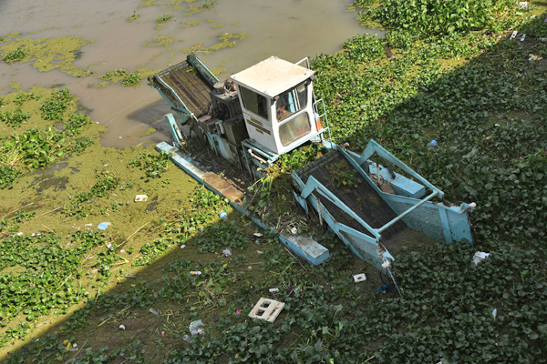 A boat removes Eichhornia crassipes, commonly known as water hyacinth, from the surface of the Euphrates River, in Iraq's Shatrah district of the southern Dhi Qar province, on June 4 (AFP photo)