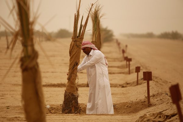 A farmer inspects the palm trees belonging to a Kuwaiti investor Abdul-Aziz Al Babtain in the port city of Basra, Iraq, on May 11, 2018 (Reuters photo)