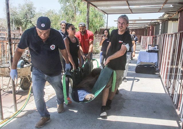 Members of the global animal welfare organisation FOUR PAWS, and the local NGO Animals Lebanon carry one of two Syrian brown bears to be transferred to the United States, near the southern Lebanese city of Tyre, on Sunday (AFP photo)