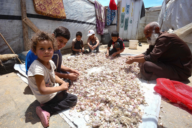 In this photo taken on Tuesday, Ibrahim Al Korbaw, a 48-year-old Syrian refugee and his children, shell cloves of garlic in front of the family tent at a refugee camp in Saadnayel in eastern Lebanon’s Bekaa Valley (AFP photo)