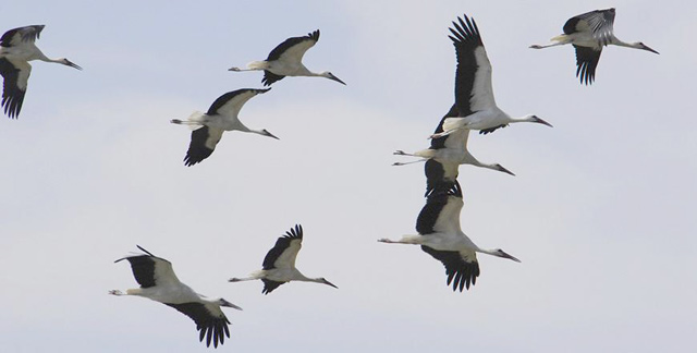 Overhead electrical infrastructure represents a ‘significant threat’ to birds, calling for appropriate precautionary measures, said the Royal Society for the Conservation of Nature on Monday (Petra file photo)