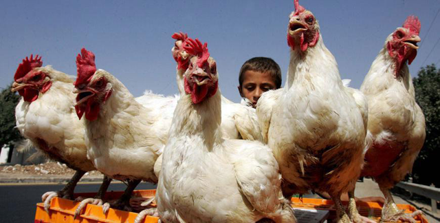 The price of a live chicken is JD1.65, according to the Ministry of Industry, Trade and Supply (File photo)
