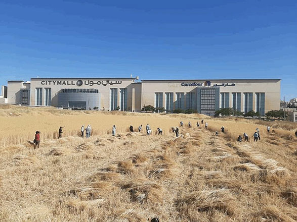 People work in a wheat field, planted by ‘Al Barakeh Wheat’, in Amman (Photo courtesy of ‘Al Barakeh Wheat’ Facebook page)