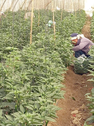 A farmer is seen tending to his green chili plants at a farm in the Jordan Valley in this recent photo (Photo courtesy of Ahmad Sabha)