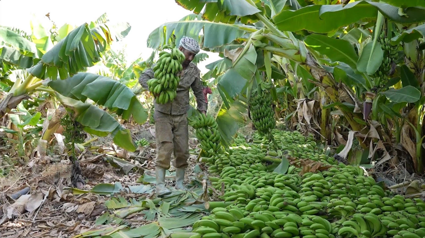 The National School Feeding Programme's 'locally driven' approach supports the livelihoods of nearly 300 local farmers across 16 farms, 90 workers across five local bakeries, 90 local transporters, along with the workers at the community-based kitchens and their families, according to an official (Photo courtesy of WFP)