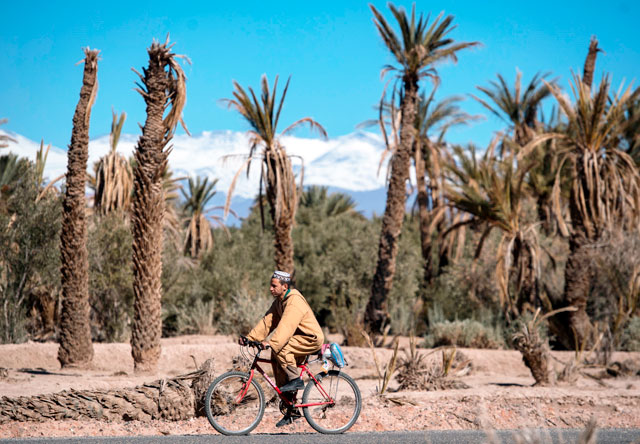 A man rides a bicycle past dead palm trees in Morocco's oasis of Skoura, a rural oasis area of around 40 square kilometres near the Atlas Mountains (background), on January 27 (AFP photo)