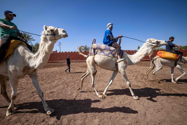 French horse master Joel Proust walks across from racing camels during a training session with his team in the Moroccan city of Marrakesh on May 6  (AFP photo)