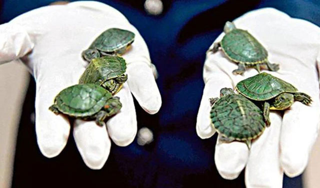 A member of the Royal Malaysian Customs holds seized red-eared slider tortoises during a press conference at the customs authorities building in Sepang on June 26, 2019 after a foiled smuggling attempt by a syndicate (AFP photo)
