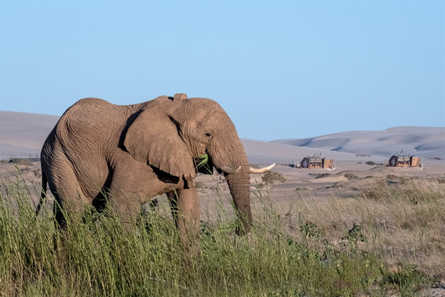 Elephants are among the wildlife species impacted by illegal trade (AFP photo)