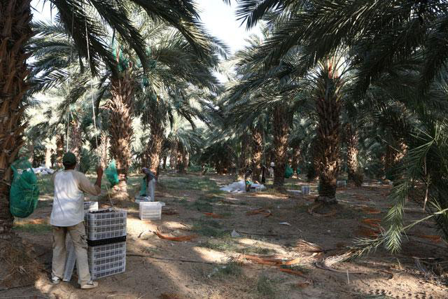 Date palms constitute 20 per cent of cultivated areas in Jordan with roughly 650,000 palm trees cultivated on around 45,000 dunums, according to the Jordan Dates Association (File photo)