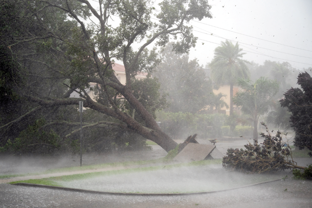 A tree is uprooted by strong winds as Hurricane Ian churns to the south on Wednesday in Sarasota, Florida (AFP photo)