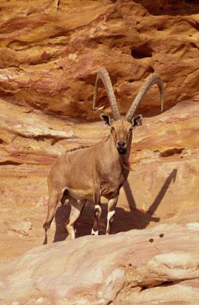 Over-hunting of the ibex in the past led to its extinction in Jordan and other countries in the region, prompting the International Union for the Conservation of Nature to categorise the animal as globally endangered on its red list (Photo courtesy of RSCN)