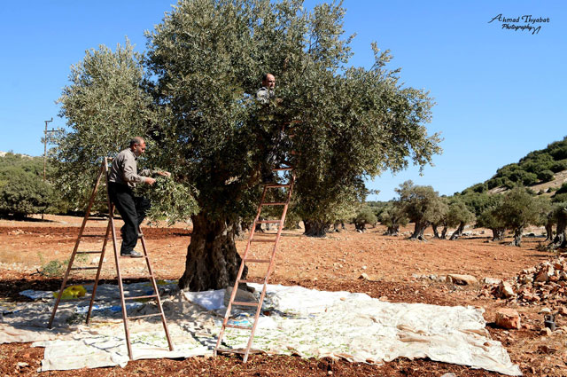 This October 12 photo shows Abu Mohammad tending to an olive tree in his farm in the northern district of Koura (Photo courtesy of Ahmad Thyabat)