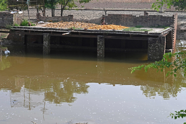 A flood-affected man dries his corns on a rooftop near the flooded area of Sutlej River on the outskirts of Kasur on Tuesday (AFP photo)