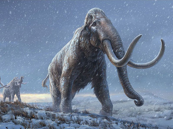 Steppe mammoths evolved shaggy coats over a million years ago, a trait inherited by woolly mammoths (Photo courtesy of Beth Zaiken/Centre for Palaeogenetics)