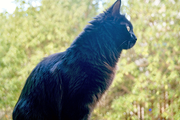 Pet owners have expressed their opposition to sending away their pets after the Ministry of Local Administration announced that owners of dogs, cats and birds should temporarily send them to designated quarantine sites (JT photo)