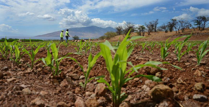 Monsanto crew members count corn sprouts in a field of test hybrids in a breeding nursery near Kihei, Hawaii, in September 2014. The counties of Hawaii, Maui and Kauai are seeking to regulate or outlaw genetically engineered crops (Ap photo)