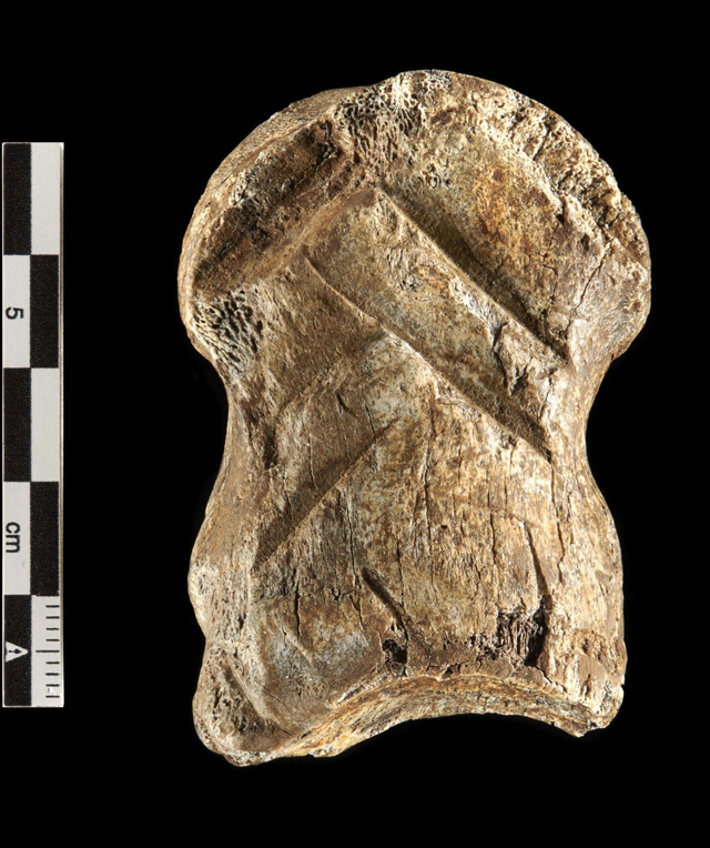 This undated handout photo released by Niedersachsisches Landesamt fur Denkmalpflege on Monday, shows an engraved giant deer bone from Einhornhohle, northern Germany (AFP photo)
