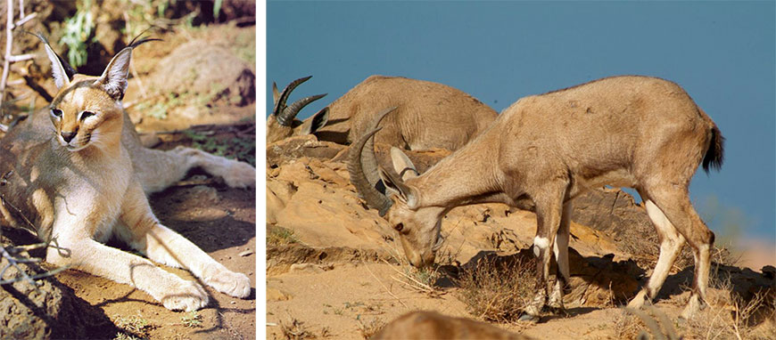The Royal Society for the Conservation of Nature (RSCN) on Thursday said that mining, in the Dana Biosphere Reserve, poses a serious threat to “everything unique in the reserve”; its local community, trees, flora and fauna (Photo courtesy of RSCN) 