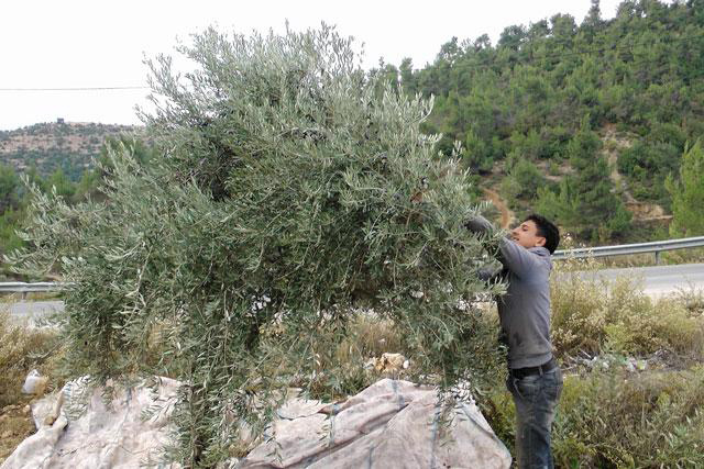 A farmer picks olives in Ajloun, 70km northwest of Amman, in this file photo (Photo by Victoria Silva Sánchez)