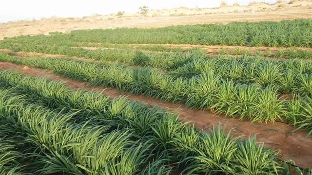 In a move towards sustainable agriculture, numerous farmers in Karak are now reaping the benefits of using treated water for fodder irrigation (Photo courtesy of Ahmed Shahadeh Facebook page)