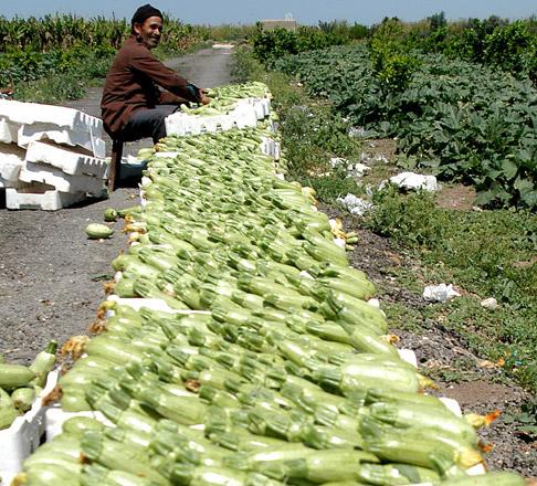 The Ministry of Labour lifted the ban on hiring foreign labourers outside Jordan to work in the agricultural sector, according to a ministry statement published on Thursday (JT file photo)