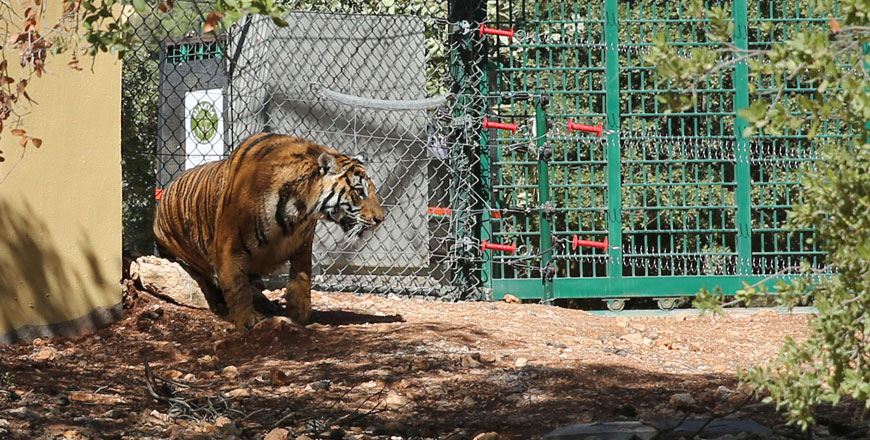 A tiger is released into the 150-hectare Al Mawa, near Jerash, on Sunday (AP photo)