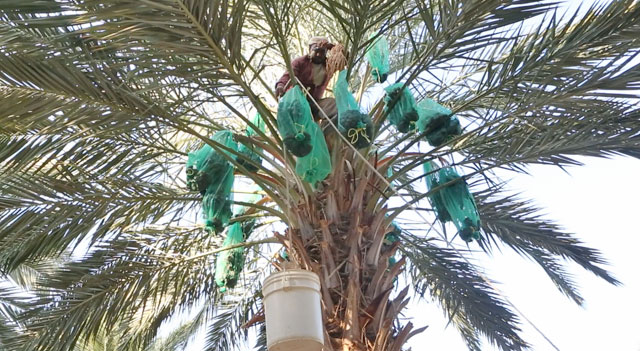 Across the Kingdom, there are over 30,000 dunums planted with date palms (Photo by Khaled Oudat)
