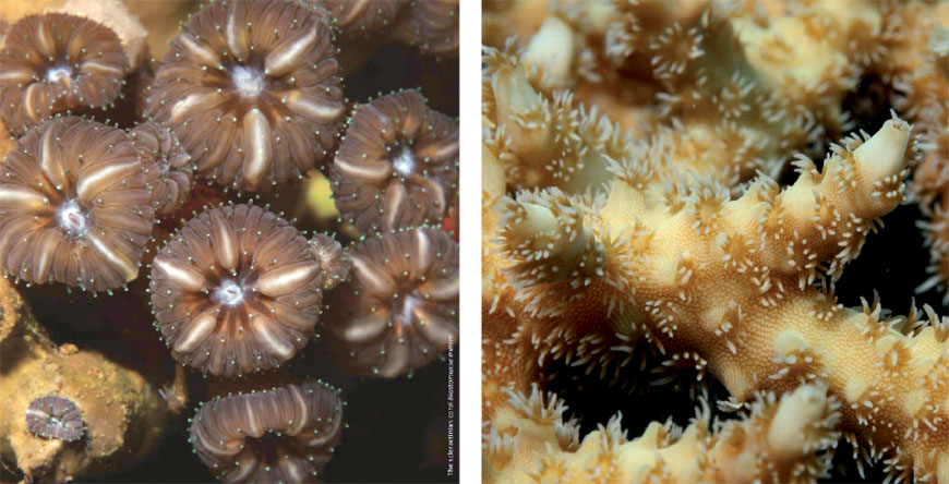   The Royal Marine Conservation Society of Jordan (JREDS) has released the first field guide on Jordan’s hard corals, which lists hard corals species and provides notes on their taxonomy, distribution and description, according to marine conservationists at JREDS (Photos courtesy of JREDS)