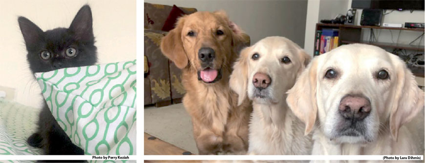 Pets can be the companions, protectors, healers and best friends of their owners, according to animal enthusiasts