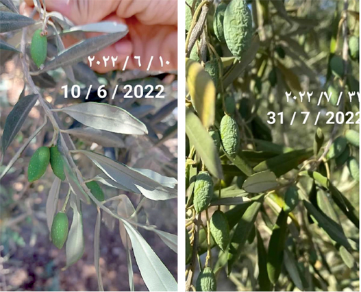 In this combo image, olives are seen before and after the recent heatwave (Photo courtesy of Murad Maitah)