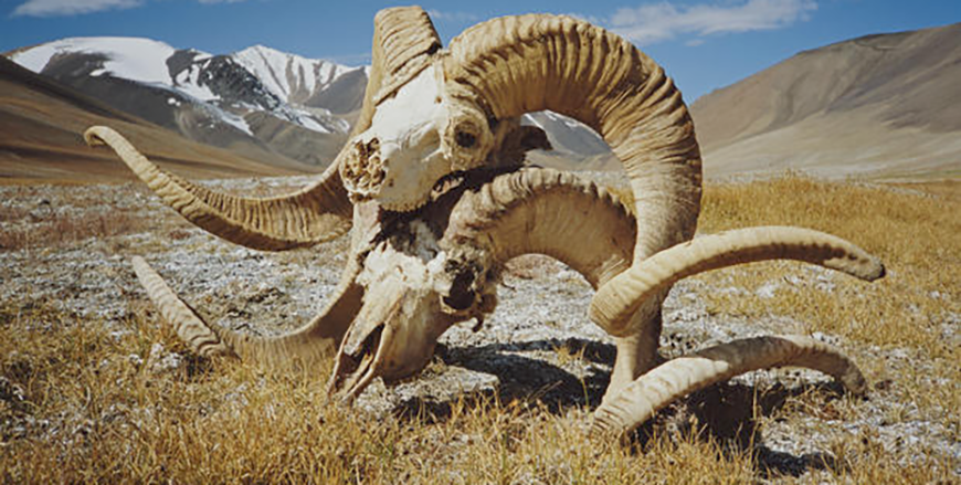 The skulls of two Marco Polo sheep in the Wakhan Corridor of north-eastern Afghanistan in 2004 (AFP photo)