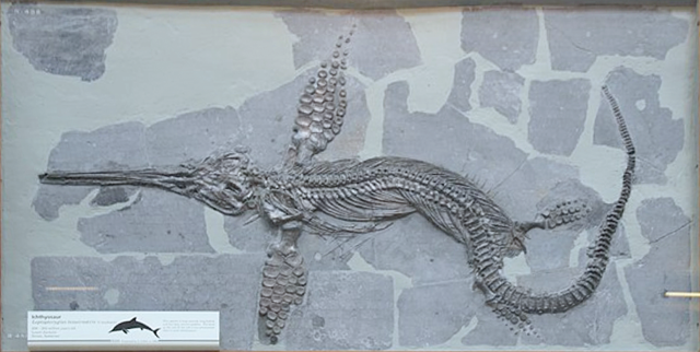 An Ichthyosaur skeleton (AFP photo)