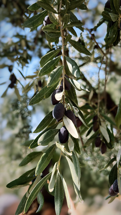 Olive branch during the harvesting season, in Ajloun, Jordan (Photo by Sophie Constantin)