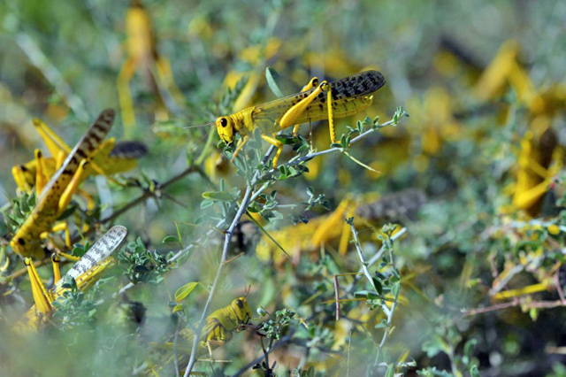 Pest: Desert locusts are threatening millions of people in East Africa with hunger (AFP photo)