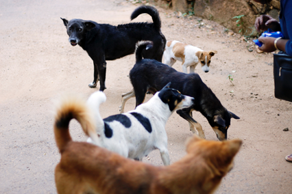 Representative image (Photo courtesy of unsplash/Heshan Weeramanthri)