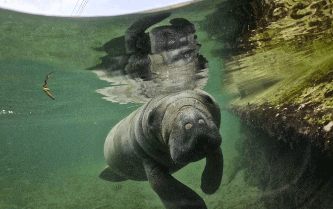 An orphaned baby manatee swims at a rehabilitation centre in Santa Marta, Colombia, on May 18 (AFP photo)