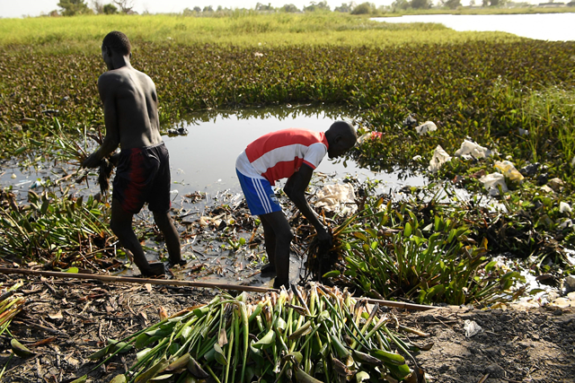 Young men harvest water hycinth in the flooded town of Bentiu, South Sudan, on February 7 (AFP photo)