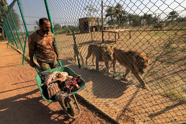 Male lions and female lionesses follow an animal keeper carrying food in a wheelbarrow from behind the fence of an enclosure at the Sudan Animal Rescue centre in Al Bageir, south of the capital Khartoum, on February 28 (AFP photo)